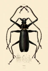 Long-horned Beetle